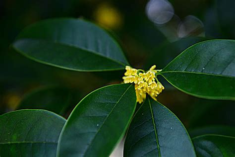 銀桂花|桂花